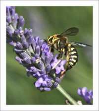anthidium