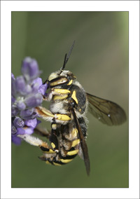 dragueur ou anthidium