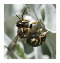 anthidium