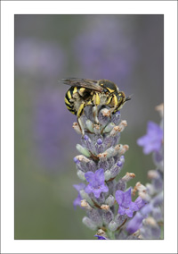 anthidium