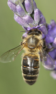 apis_mellifera
