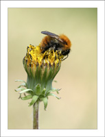 andrena_fulva