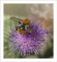 andrena_fulva