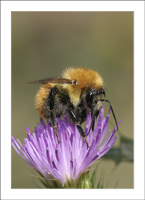 andrena_fulva