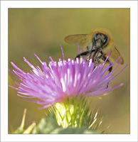 andrena_fulva