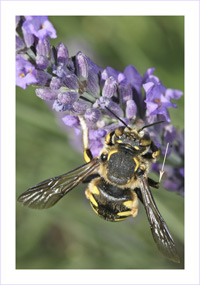anthidium