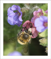 anthophora_plumipes