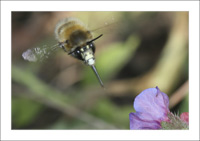 anthophora_plumipes