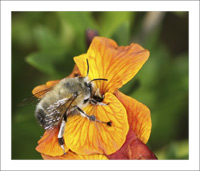 anthophora_plumipes