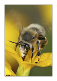 plumipes
