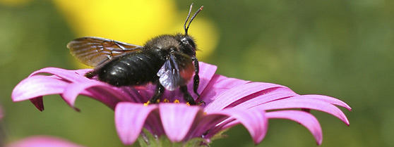 xylocopa
