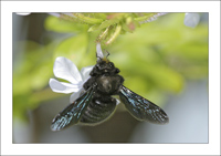 xylocopa