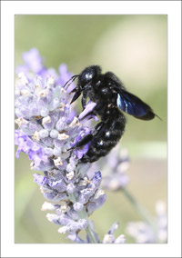 xylocopa