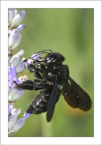 xylocopa ou charpenti&egrave;re