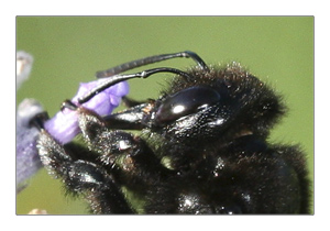 xylocopa_tete