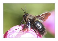 xylocopa