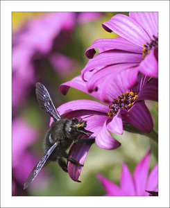 xylocopa_vegetale