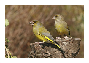 couple verdiers