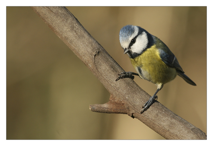 M&eacute;sange bleue