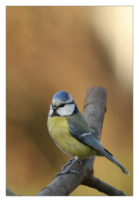 m&eacute;sange bleue