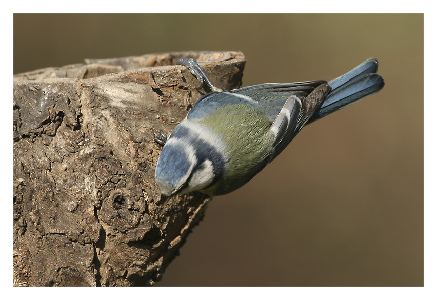 m&eacute;sange bleue se cachant