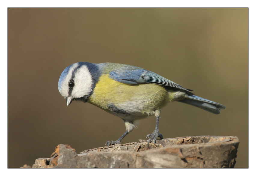 m&eacute;sange bleue inspectrice