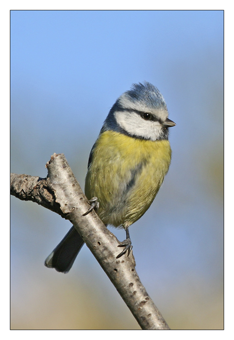 m&eacute;sange bleue interrogative.