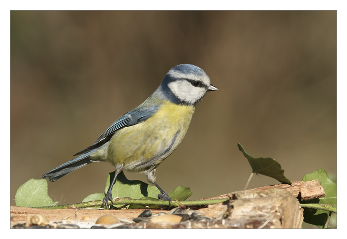 m&eacute;sange bleue d&eacute;cid&eacute;e.