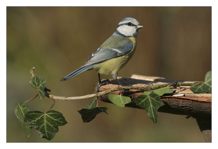 m&eacute;sange bleue.