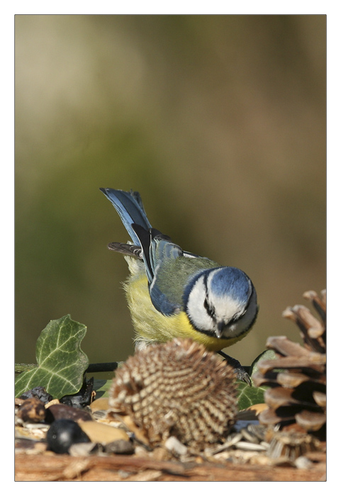 m&eacute;sange bleue