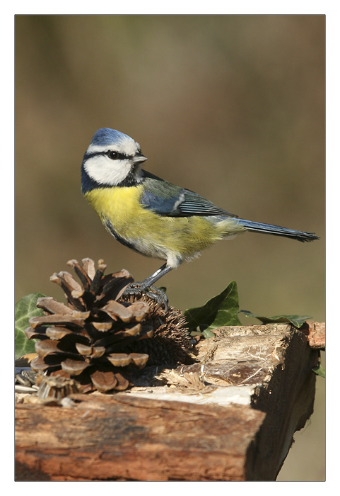 m&eacute;sange bleue en hauteur.