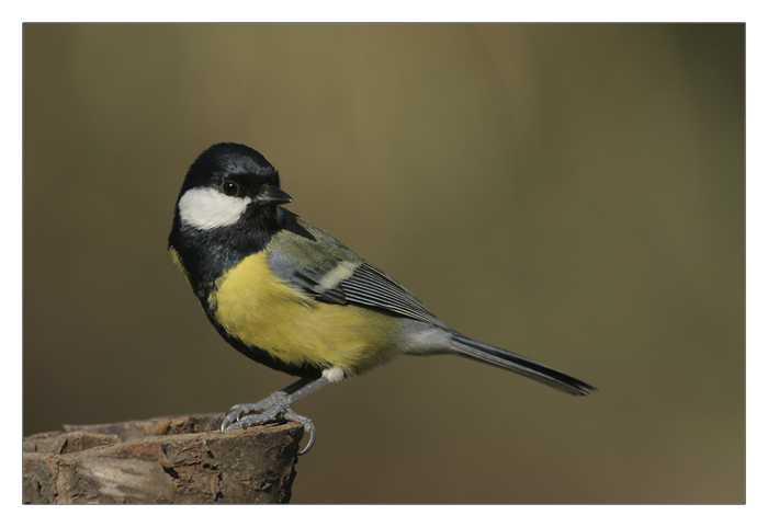 m&acirc;le de m&eacute;sange caharbonni&egrave;re