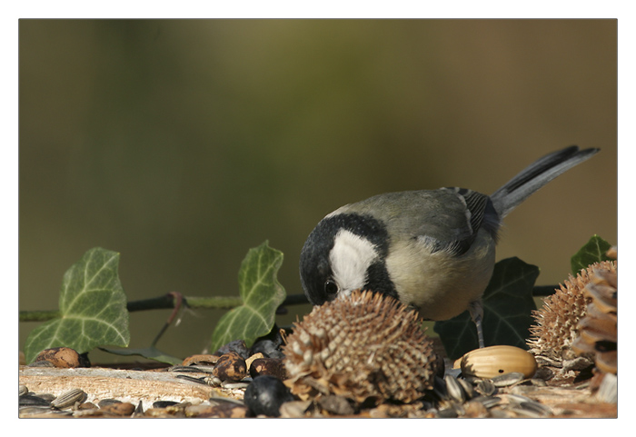 m&eacute;sange charbonni&egrave;re femelle