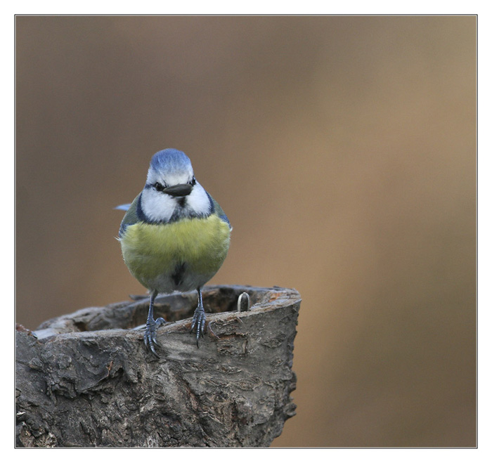 m&eacute;sange bleue avec sa graine