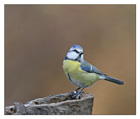 m&eacute;sange bleue1