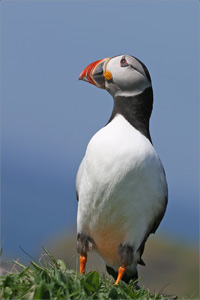 portrait macareux