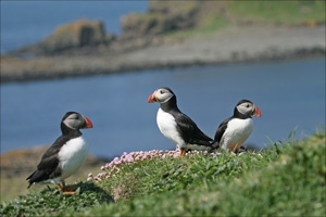 trois macareux