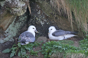 fulmars boreaux