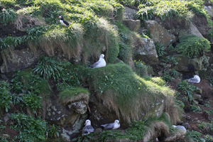 fulmars et macareux