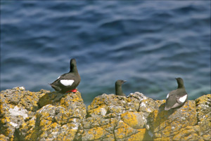 guillemots &agrave; miroir