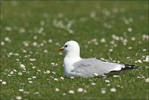 goeland brun