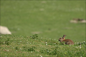lapin