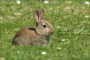lapin