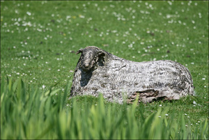 mouton en bois