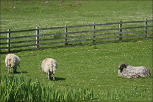 moutons en bois et vrais