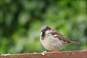 moineau