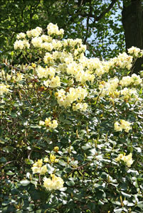 rhodo jaune