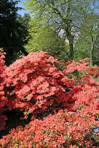 rhodo orange