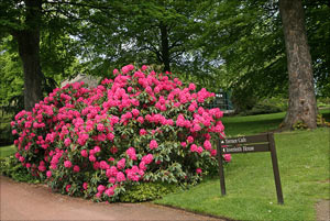 rhodo