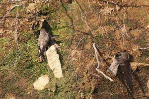 hirondelle